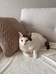 3 chats adultes - Photo 4