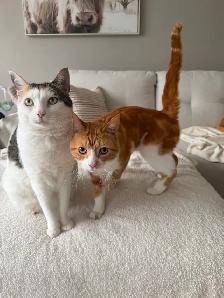 3 chats adultes - Photo 5