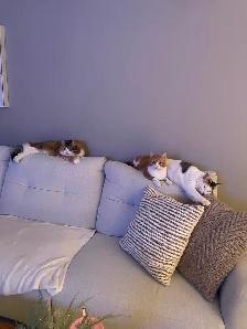 3 chats adultes - Photo 6
