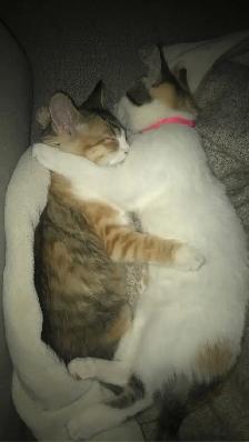3 chats adultes - Photo 8