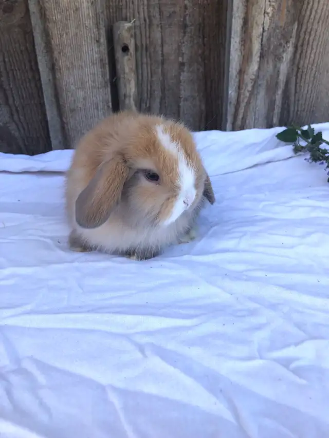 purebred holland lop