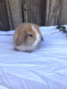 purebred holland lop