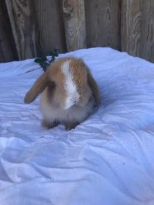 purebred holland lop - Photo 2