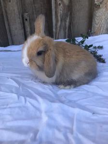 purebred holland lop - Photo 3
