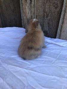 purebred holland lop - Photo 4