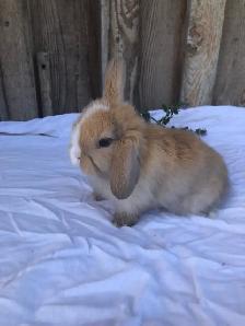 purebred holland lop - Photo 5