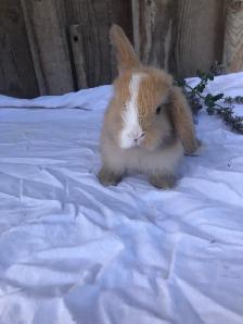 purebred holland lop - Photo 6