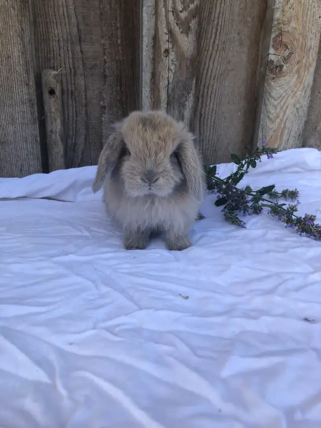 PUREBRED holland lop female