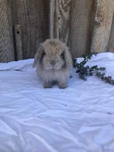 PUREBRED holland lop female