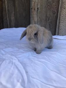 PUREBRED holland lop female - Photo 2