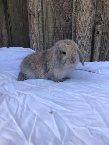 PUREBRED holland lop female - Photo 3