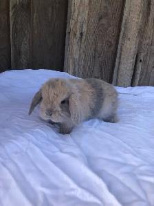 PUREBRED holland lop female - Photo 4