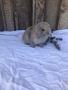 PUREBRED holland lop female - Photo 5