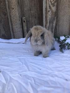 PUREBRED holland lop female - Photo 6