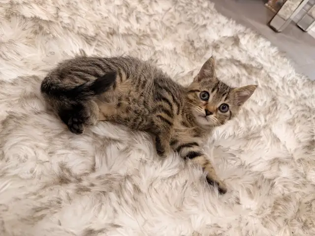 ❤️Bengal mix kittens -647-317-3197