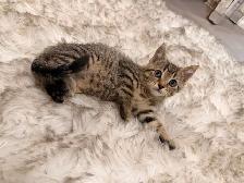 ❤️Bengal mix kittens -647-317-3197