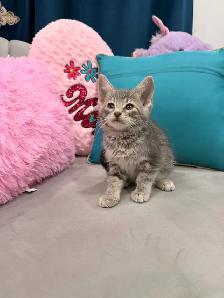 ❤️Bengal mix kittens -647-317-3197 - Photo 3