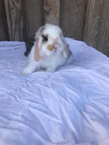purebred holland lop male