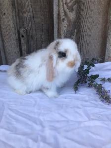 purebred holland lop male - Photo 2