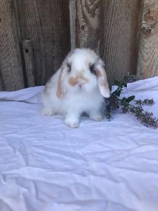 purebred holland lop male - Photo 3