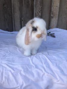 purebred holland lop male - Photo 4