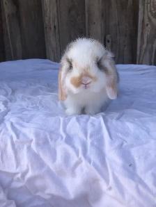 purebred holland lop male - Photo 5