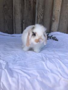 purebred holland lop male - Photo 6