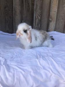 purebred holland lop male - Photo 7