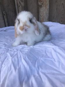 purebred holland lop male - Photo 8