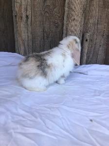purebred holland lop male - Photo 9