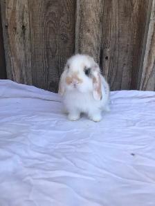 purebred holland lop male - Photo 10