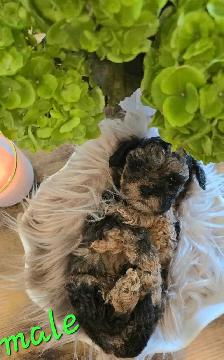 Stunning Shih-poo puppies