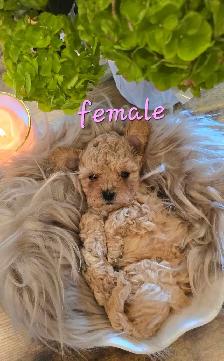 Stunning Shih-poo puppies - Photo 3