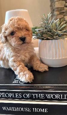Stunning Shih-poo puppies - Photo 6