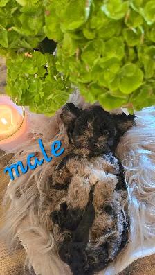 Stunning Shih-poo puppies - Photo 7