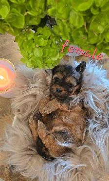 Stunning Shih-poo puppies - Photo 9