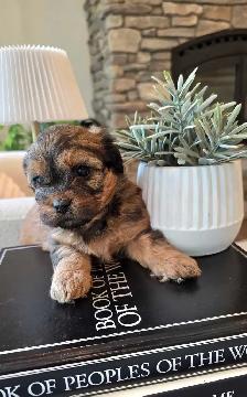 Stunning Shih-poo puppies - Photo 10