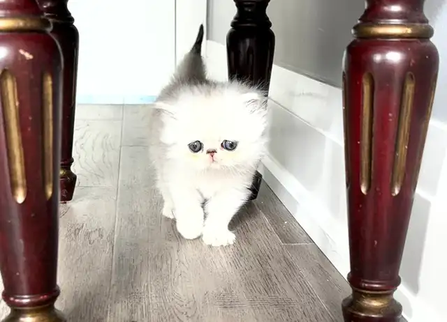 ♥️ Beautiful Female Persian Kitten ♥️