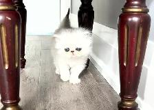 ♥️ Beautiful Female Persian Kitten ♥️