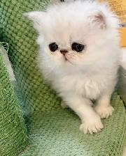 ♥️ Beautiful Female Persian Kitten ♥️ - Photo 2
