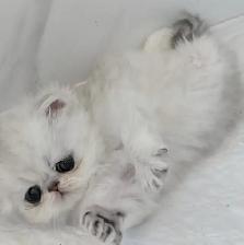 ♥️ Beautiful Female Persian Kitten ♥️ - Photo 3
