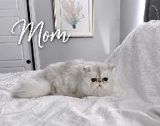 ♥️ Beautiful Female Persian Kitten ♥️ - Photo 4