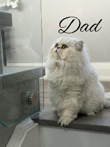 ♥️ Beautiful Female Persian Kitten ♥️ - Photo 5