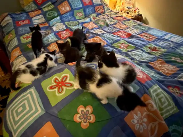 Cute kittens