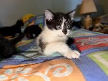 Cute kittens - Photo 2