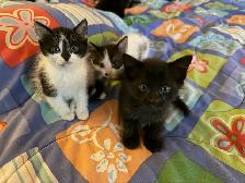 Cute kittens - Photo 3