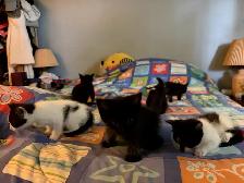 Cute kittens - Photo 4