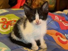 Cute kittens - Photo 6