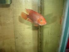 FOR SALE 45 GALLON AQUARIUM INCLUDED 2 RED TEXAS $250