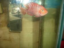 FOR SALE 45 GALLON AQUARIUM INCLUDED 2 RED TEXAS $250 - Photo 2